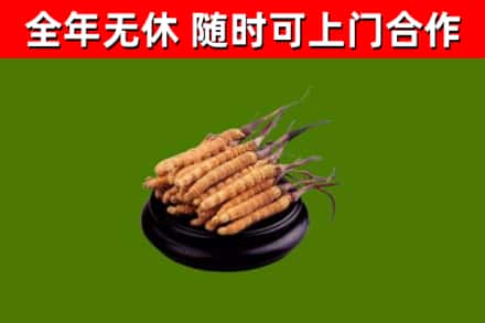 道滘镇烟酒回收冬虫夏草.jpg